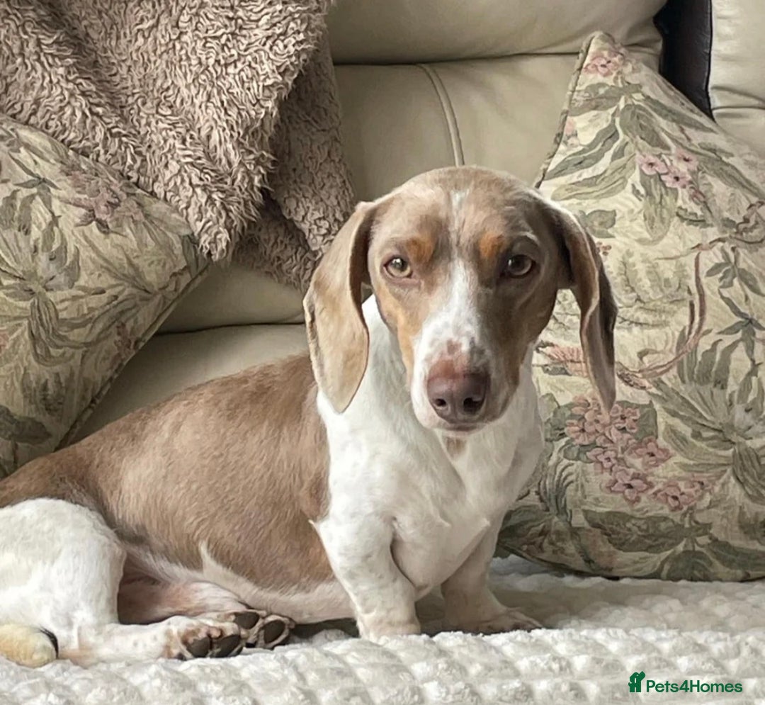 Dachshund dogs for sale: Pink and white albino chocolate dapple dachshund  - Advert 17