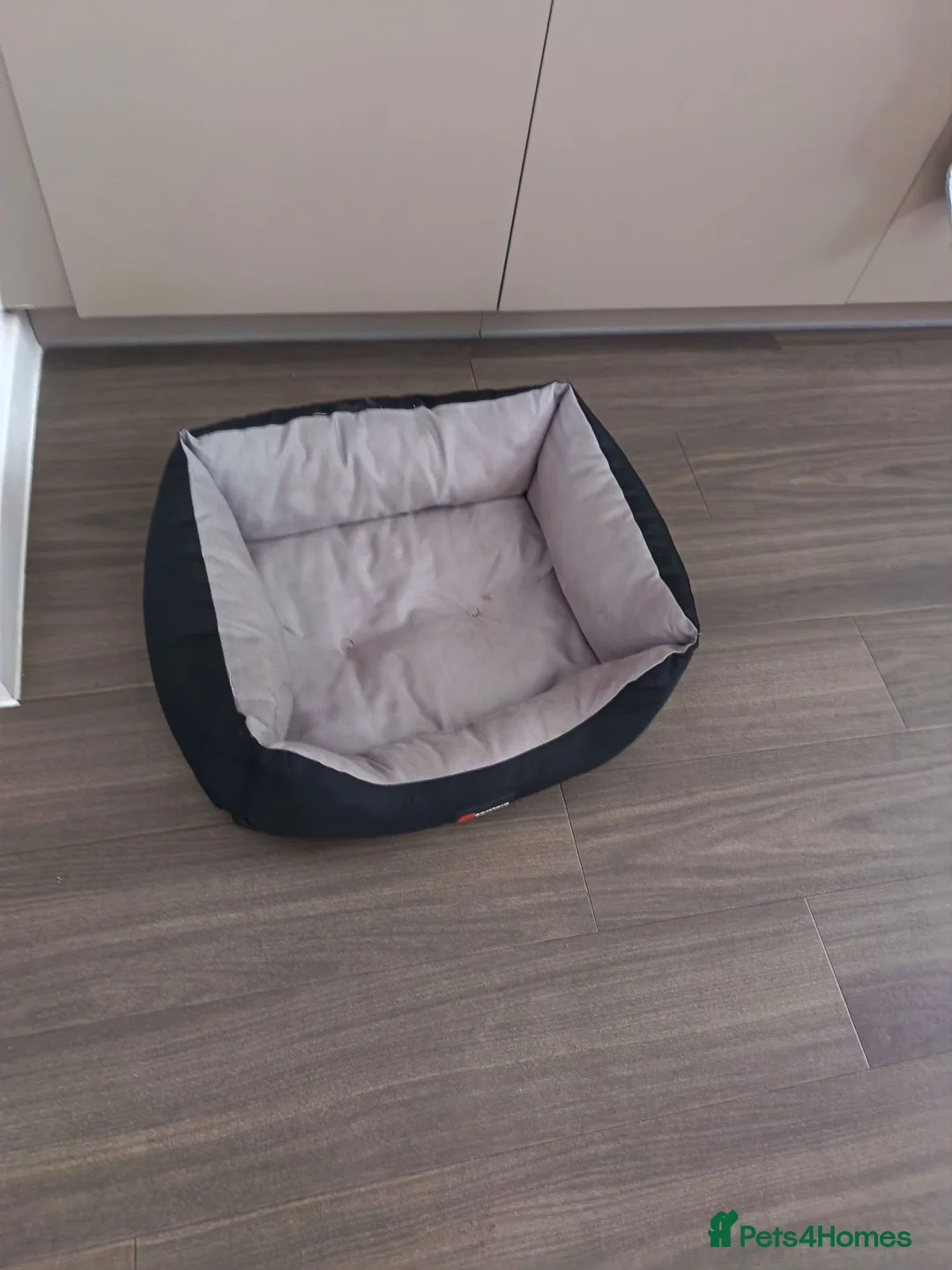 Mixed Breed dogs for sale: 10 month old Cockeranian - Advert 2