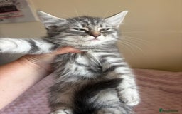 Maine Coon cats for sale: Ragdoll cross Maine Coon kitten - Image 8