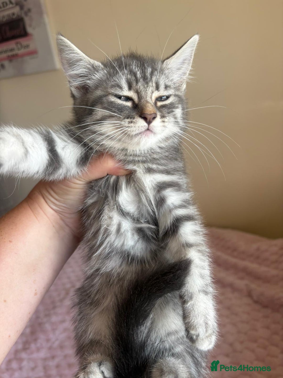 Maine Coon cats for sale: Ragdoll cross Maine Coon kitten - Image 8