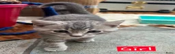 Mixed Breed cats for sale: 2 Grey Kittens  - Advert 19
