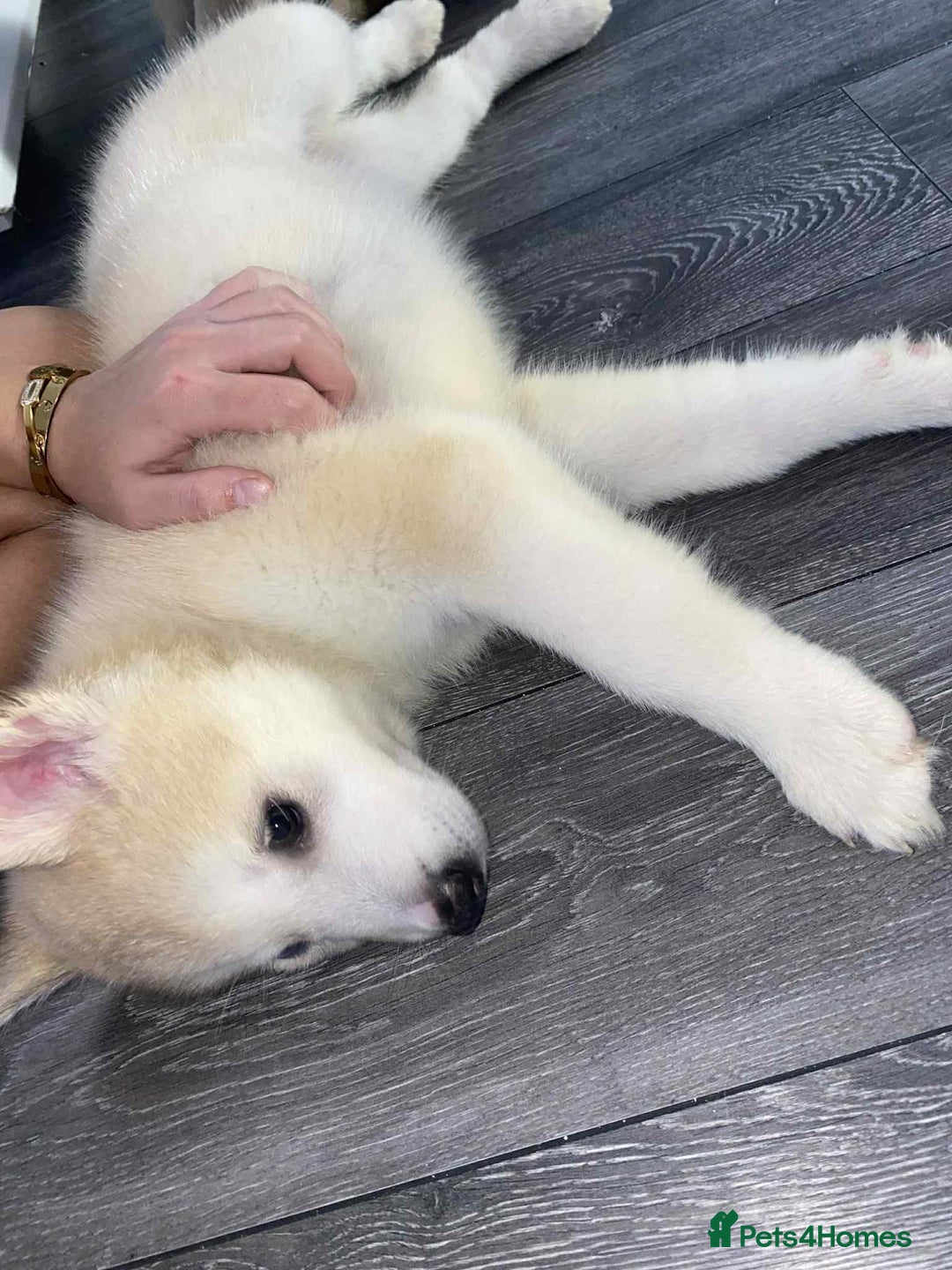 Huskita dogs for sale: ❤️huskey/ akita - Advert 9