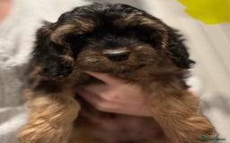 Cockapoo dogs for sale: Cuddly, cute, calm, sable Cockapoo puppies  - Image 11
