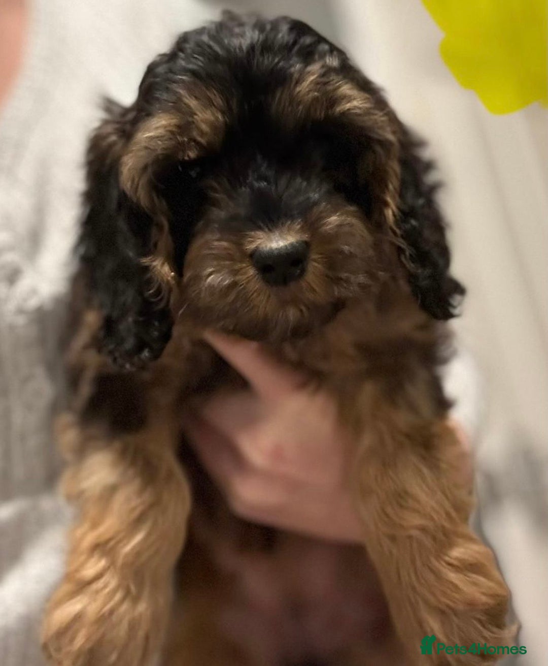 Cockapoo dogs for sale: Cuddly, cute, calm, sable Cockapoo puppies  - Image 11