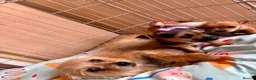 Mixed Breed dogs for sale: Jack Russell Cross Chorkie Puppies – Ready Now - Advert 19