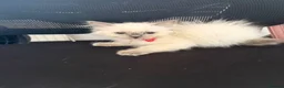 Ragdoll cats for sale: 8 ragdoll in Liverpool - Advert 9