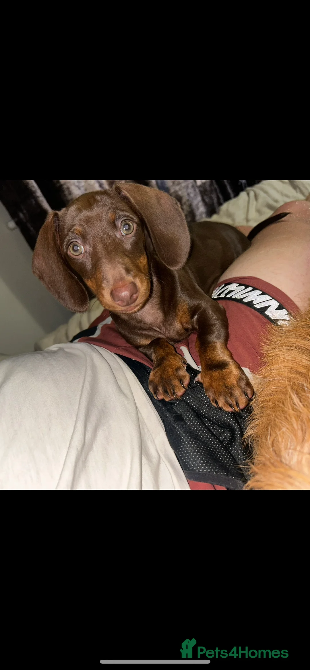 Miniature Dachshund dogs for sale: Mini Daschund  - Advert 3