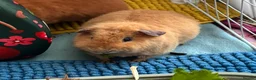 Guinea Pig rodents for sale: Boar Teddy Guinea pig  - Advert 1
