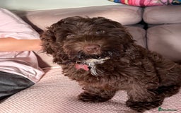 Cockapoo dogs for sale: Stunning female chocolate Cockapoo - Image 2