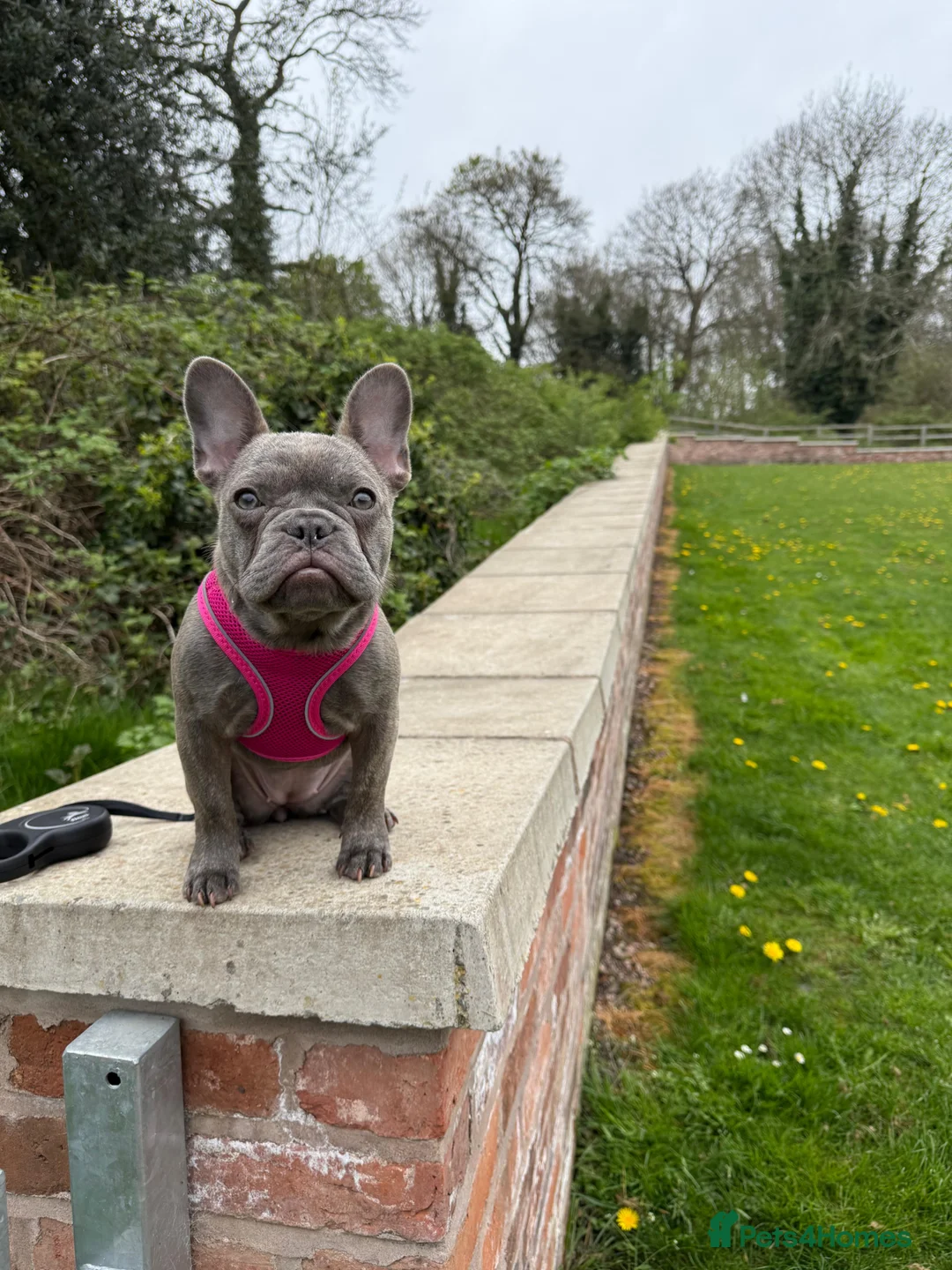 French Bulldog dogs for sale: Millie Rose  in Birmingham - Advert 2