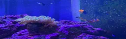 Other/Mixed Breed fish for sale: Marine fish, corals and equiptment for sale - Advert 13