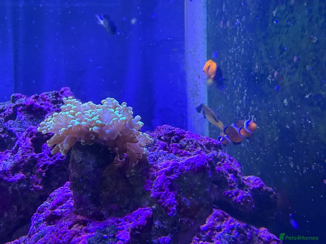 Other/Mixed Breed fish for sale: Marine fish, corals and equiptment for sale - Advert 13