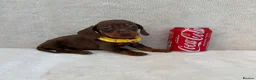 Miniature Dachshund dogs for sale: Dachshund puppies 3 boys 3 girls KC registered - Advert 21
