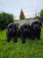 Labrador Retriever dogs - Advert 8