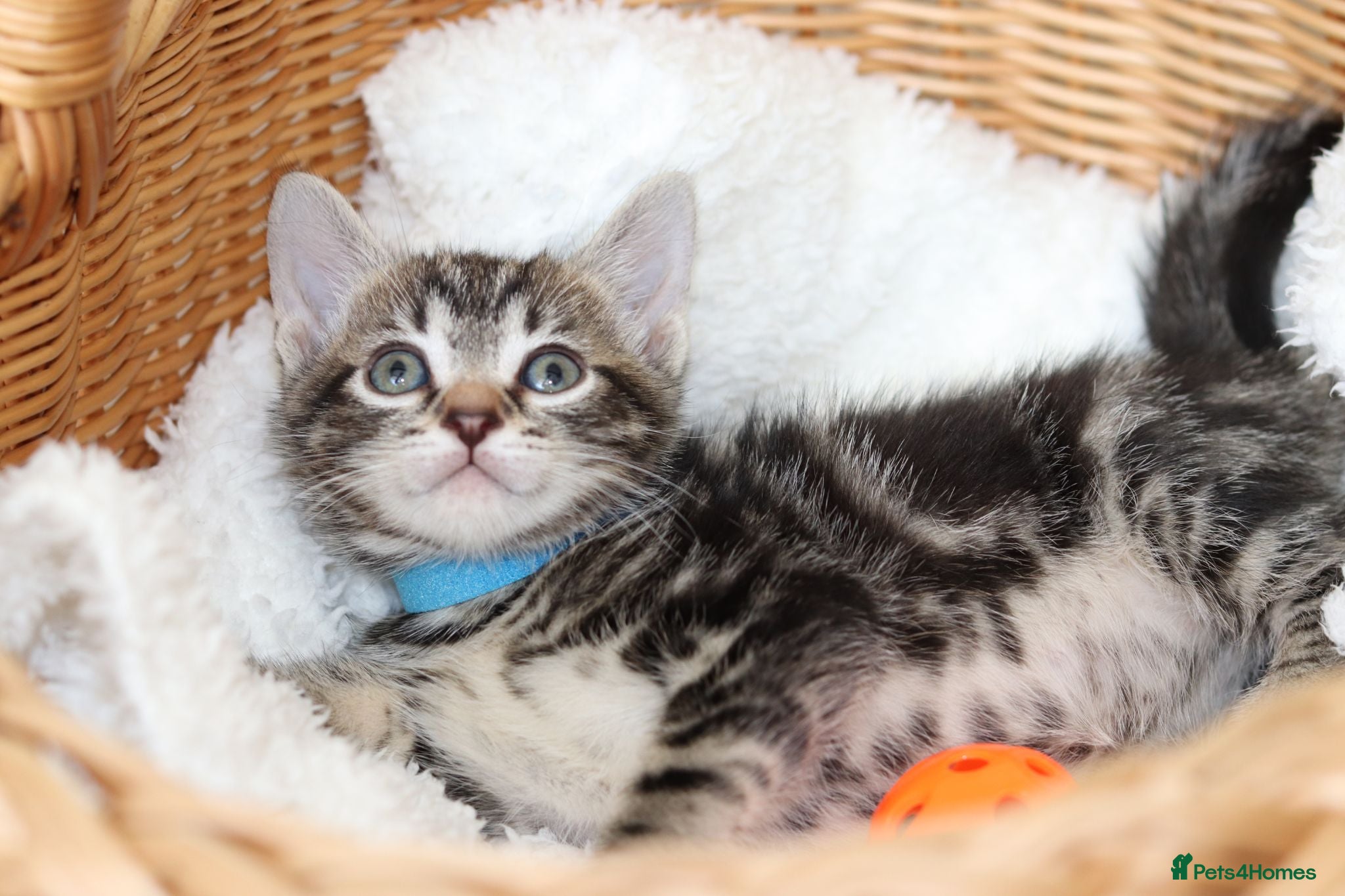 Mixed Breed cats  Lovely Kittens  Ready in 2 WEEKS - Advert 7