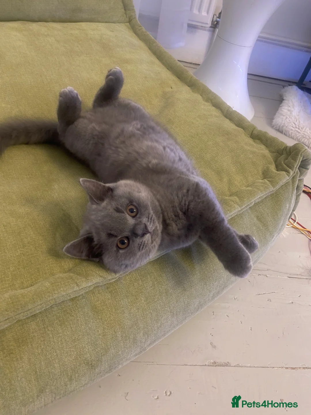 British Shorthair cats for sale: GCCF registered British shorthair kittens  - Advert 15