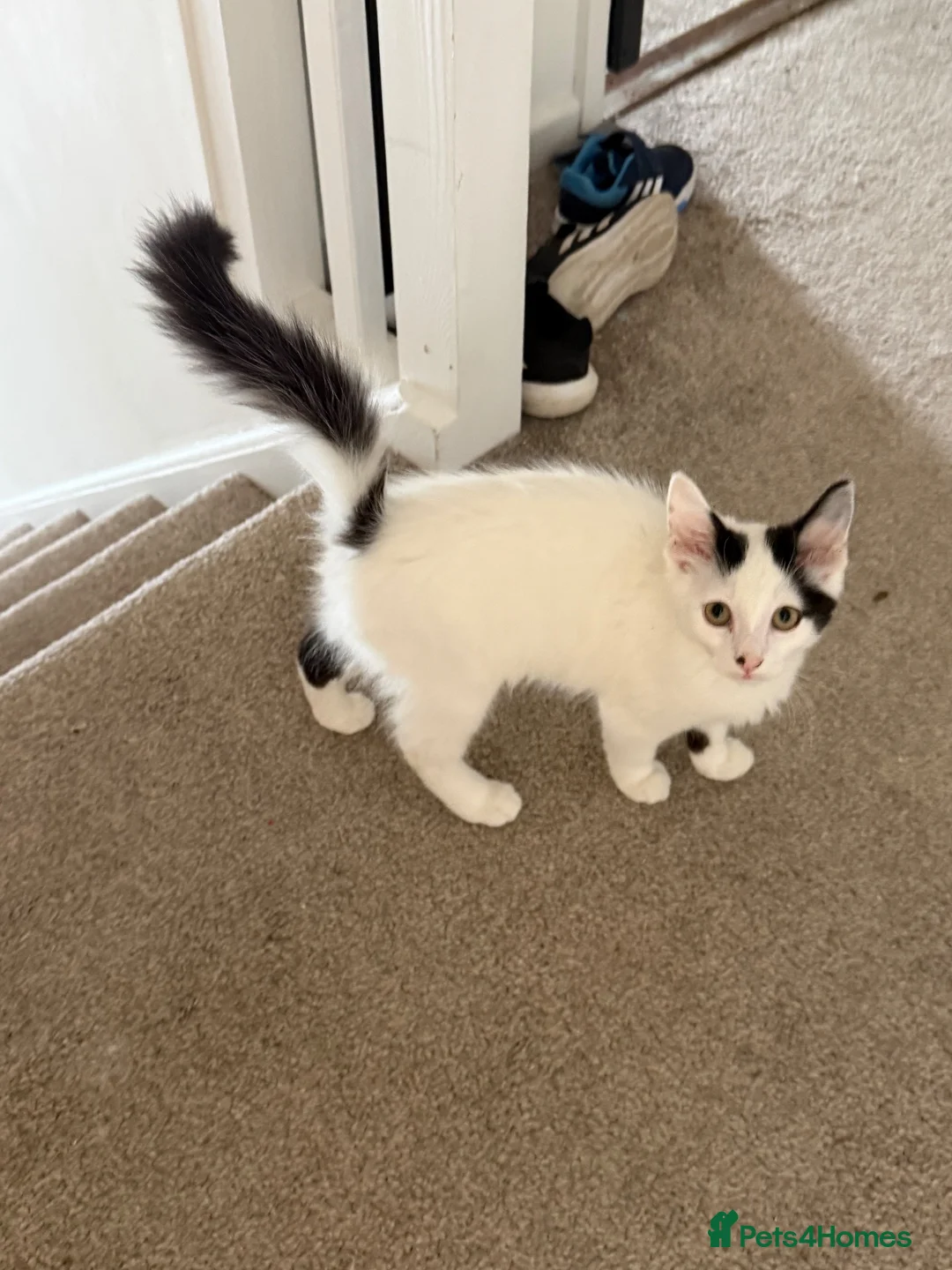 Mixed Breed cats for sale: Gorgeous girl - Advert 2