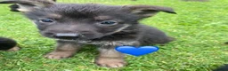 German Shepherd dogs for sale: Big chunky farm bred German shepherds ready now. - Advert 6