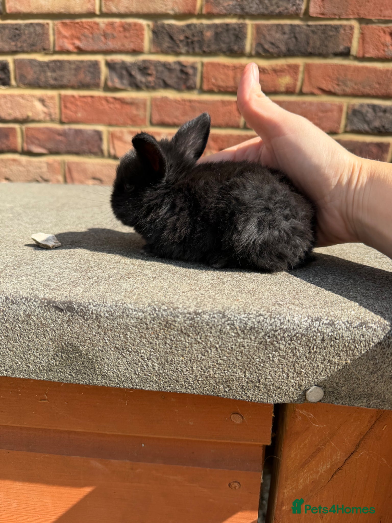 Mini Lop rabbits Mini lop baby bunnies - Advert 1