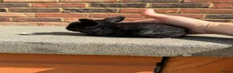 Mini Lop rabbits for sale: Mini lop baby bunnies - Advert 1