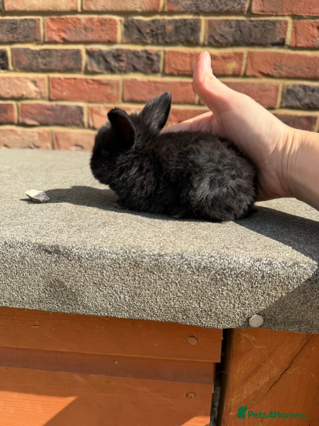 Mini Lop rabbits for sale: Mini lop baby bunnies - Advert 1