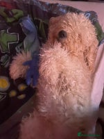 Goldendoodle dogs Beautiful Goldendoodle pups for sale - Advert 3