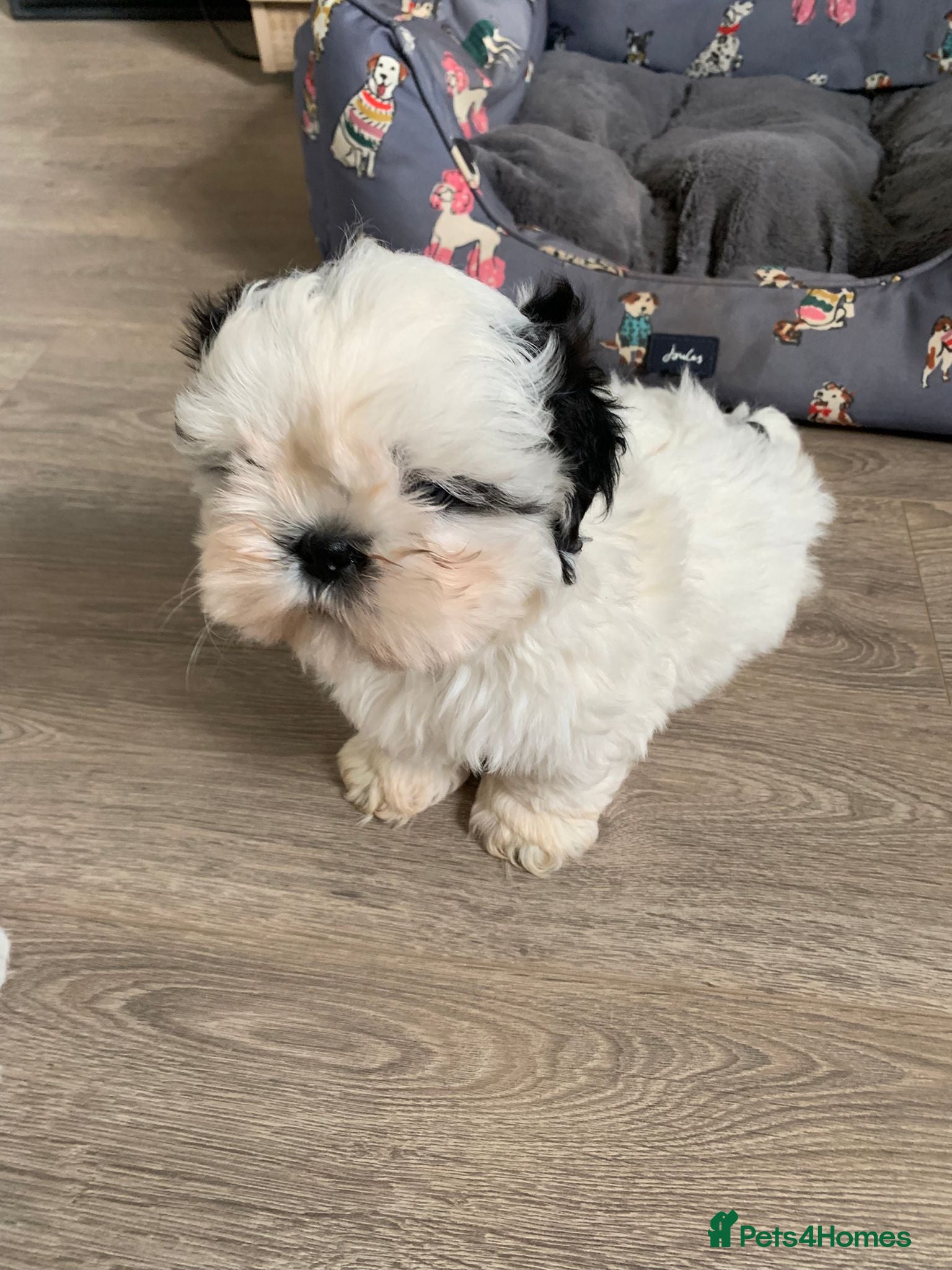 Shih Tzu dogs Gorgeous male puppy  - Advert 1