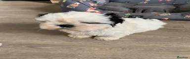 Shih Tzu Puppy 3
