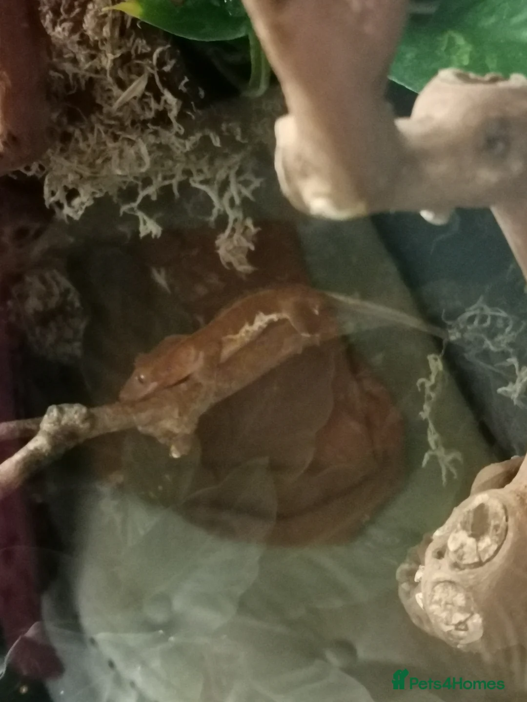 Gecko reptiles for sale: Crested Gecko male 9/10 months old - Advert 2