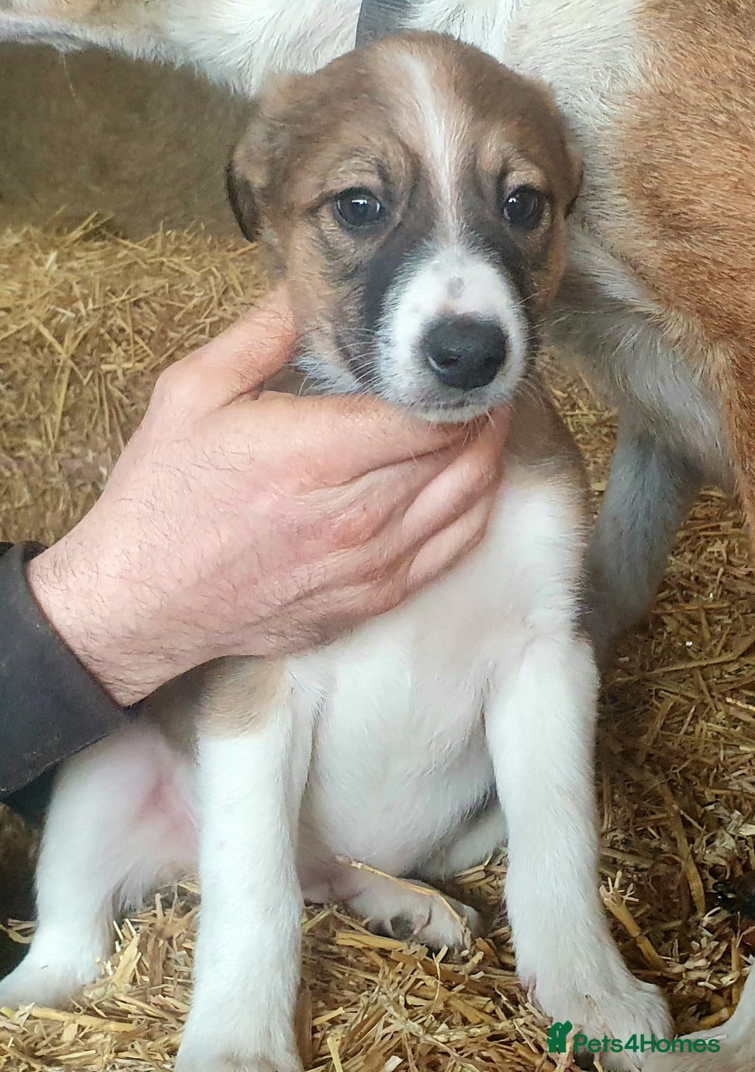 Border Collie dogs for sale: Gorgeous Border Collie Puppies! - Advert 15