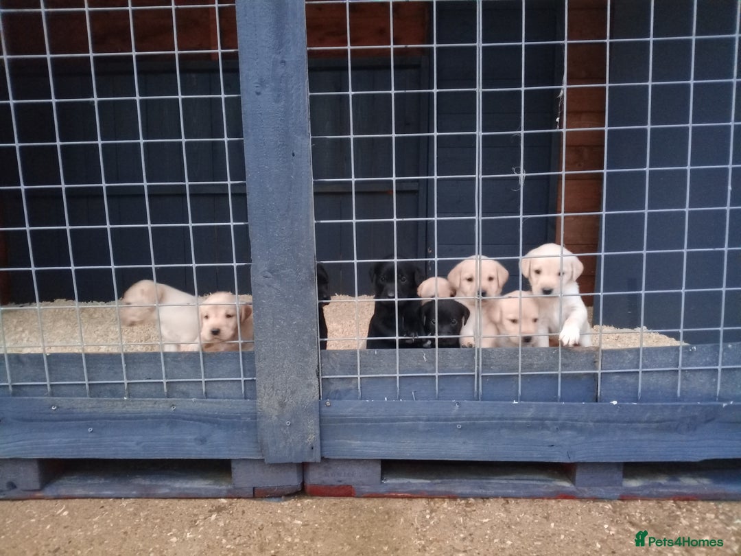 Labrador Retriever dogs for sale: KC Registered Labrador pups  - Image 12