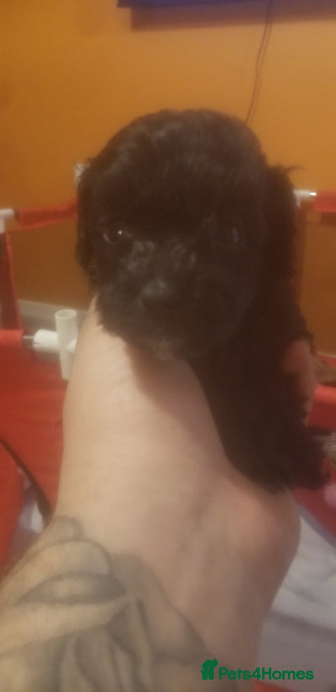 Shihpoo dogs for sale: Last f1b shihpoo left £850 - Advert 1