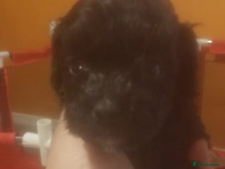 Shihpoo dogs Last f1b shihpoo left £850 - Advert 8