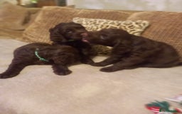 Sprocker dogs for sale: 3 Chocolate Sprockers. - Image 3