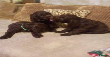 Sprocker dogs - Advert 14