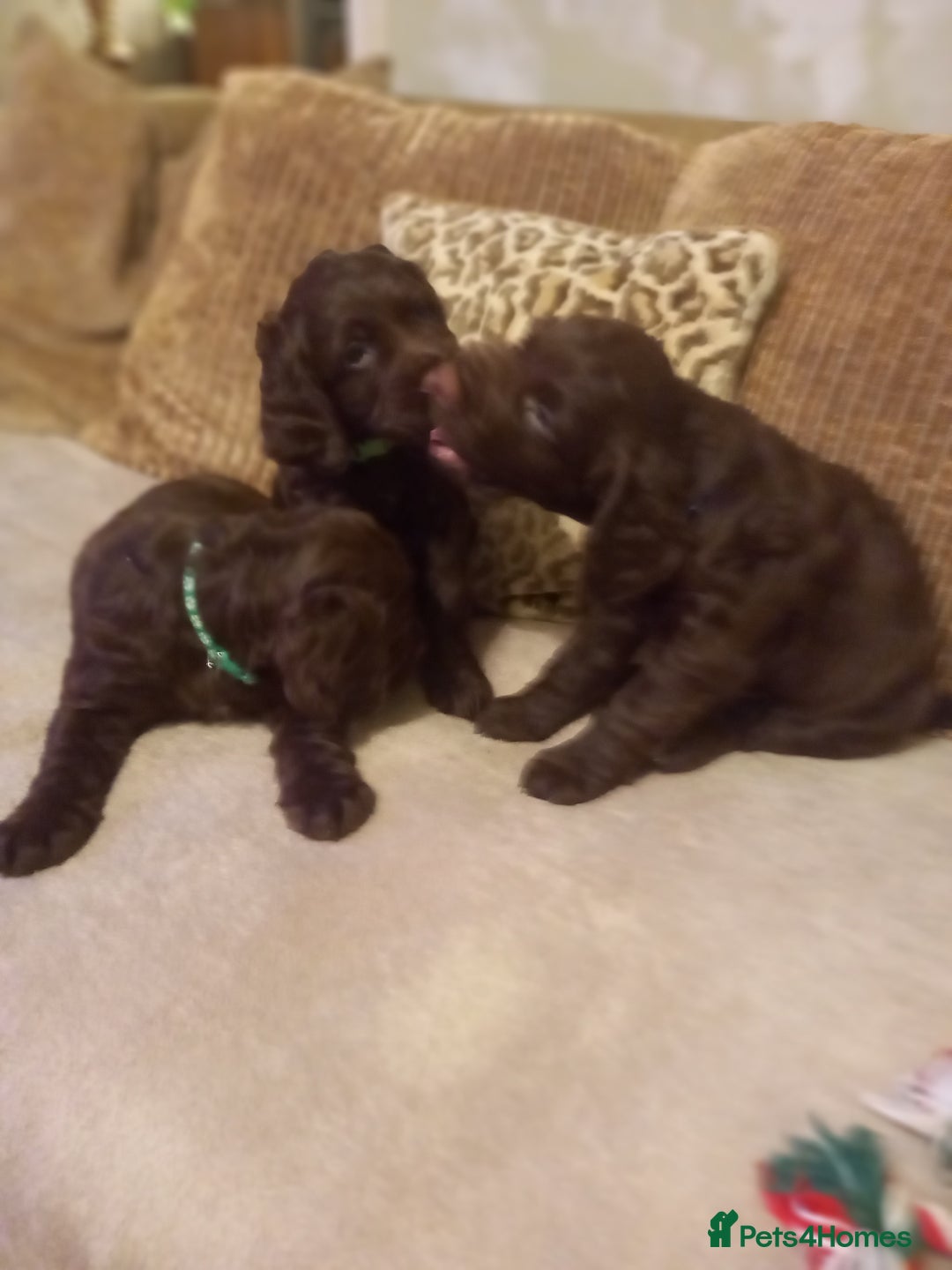 Sprocker dogs for sale: 3 Chocolate Sprockers. - Image 3