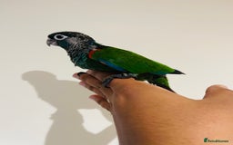 Conures birds for sale: Hand reared Emma’s, roseifrons, pearly conure - Image 19