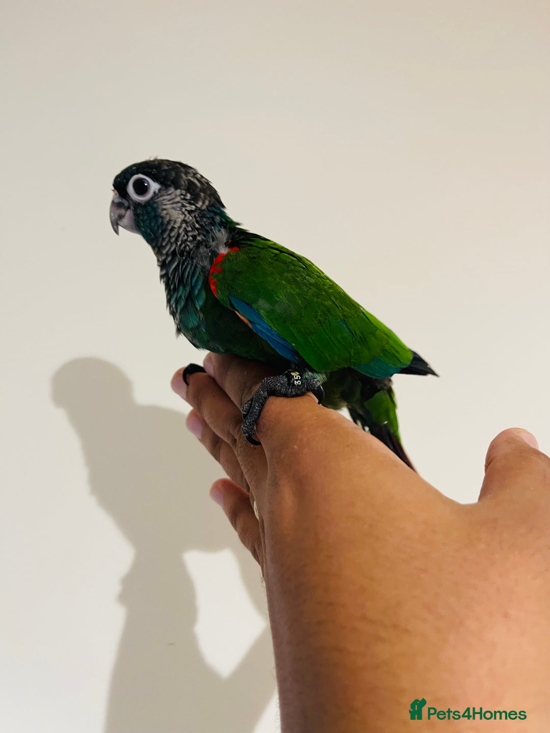 Conures birds for sale: Hand reared Emma’s, roseifrons, pearly conure - Image 19