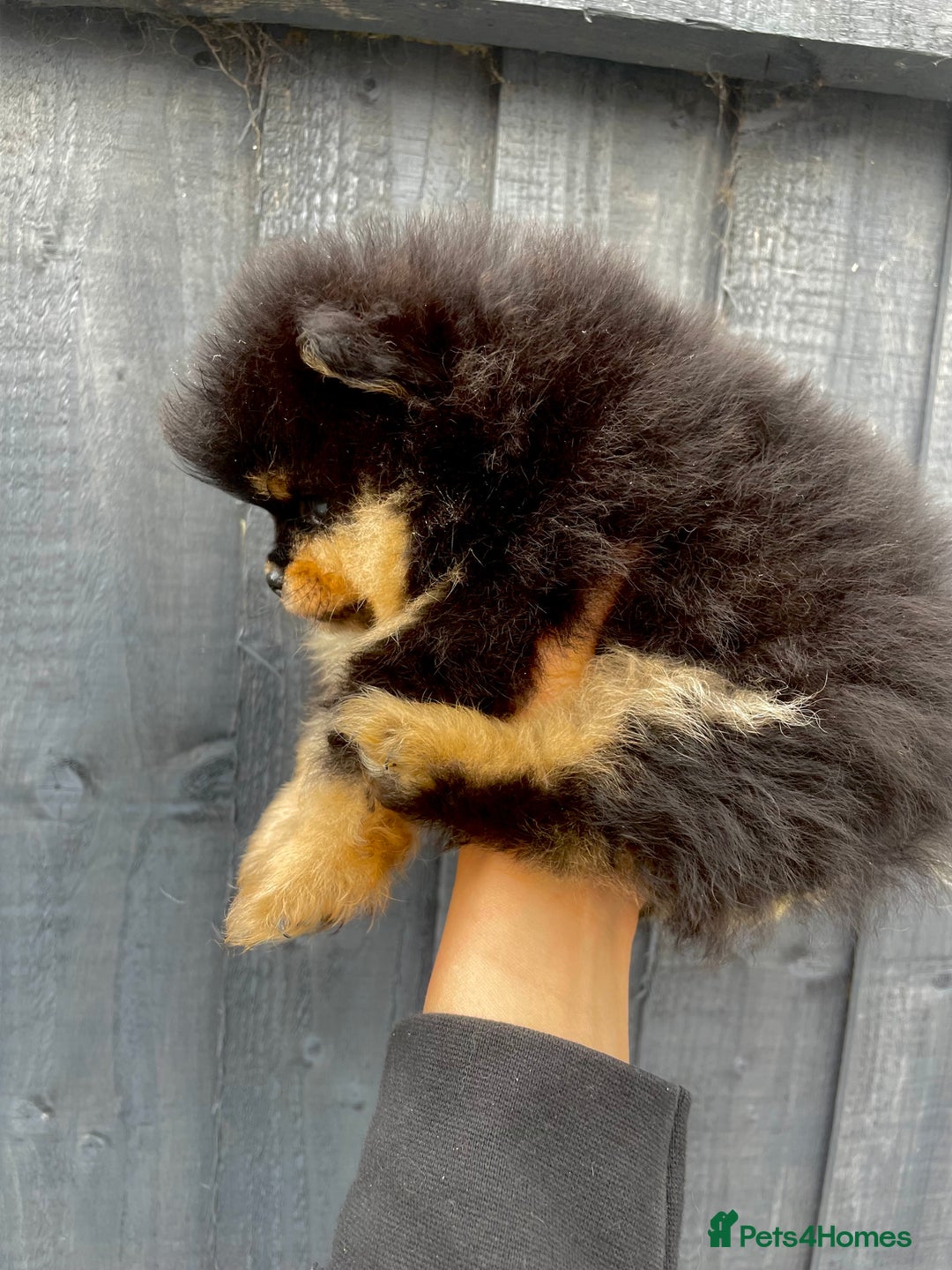 Pomeranian dogs for stud: Orange Pomeranian KC Registered CHAMPION Bloodline in Manchester - Advert 16