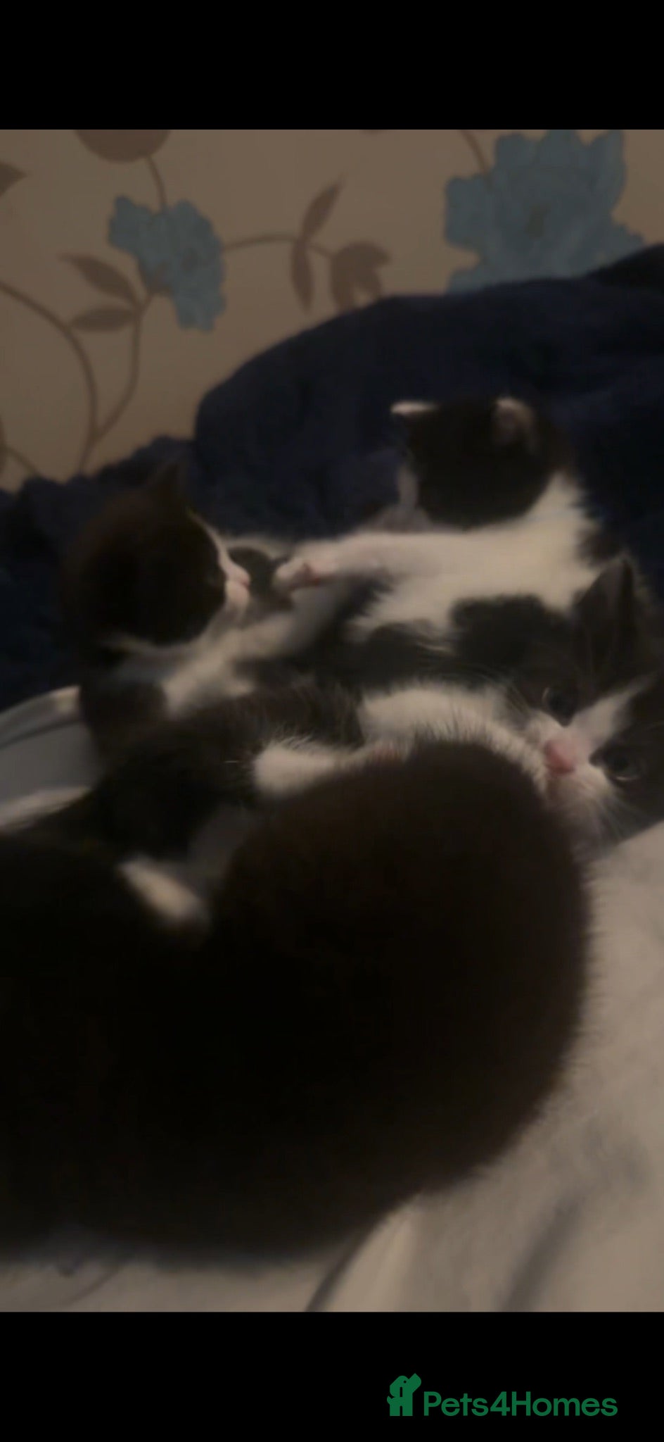 Mixed Breed cats (URGENT REHOME)Black n white kittens!  - Advert 1