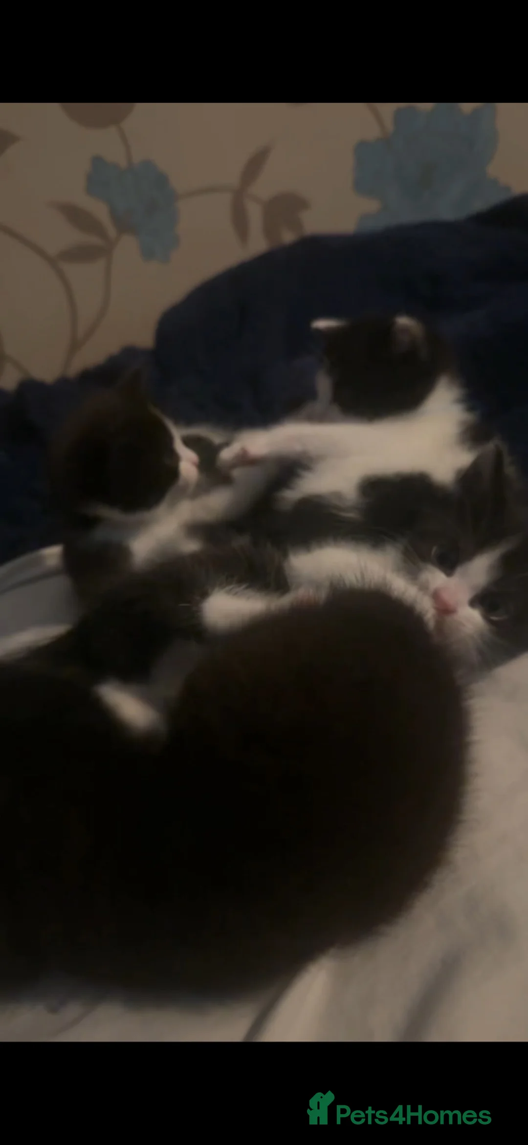 Mixed Breed cats for sale: Black & white kittens! 🐾 - Advert 1
