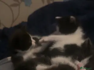 Mixed Breed cats (URGENT REHOME)Black n white kittens! - Advert 1
