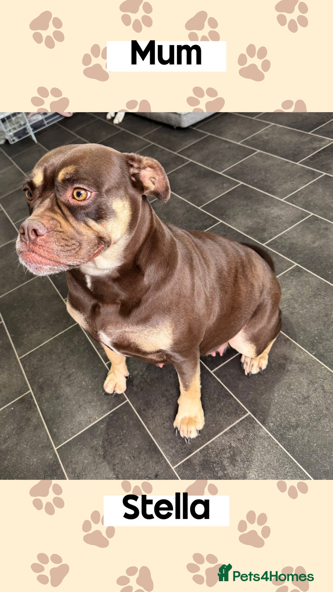 Stella