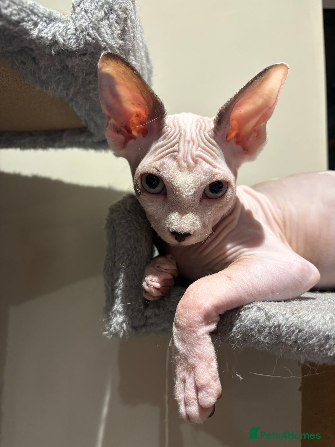 Sphynx cats for sale: Female sphynx cat 5 months old - Advert 8