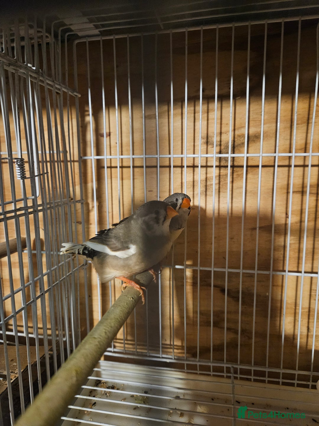 Finches birds for sale: Goldfinches, Bengalese finches & Zebra Finches - Advert 19