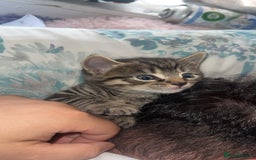 Siamese cats for sale: Mix cats tortoiseshell cat with Siamese cat  - Image 7