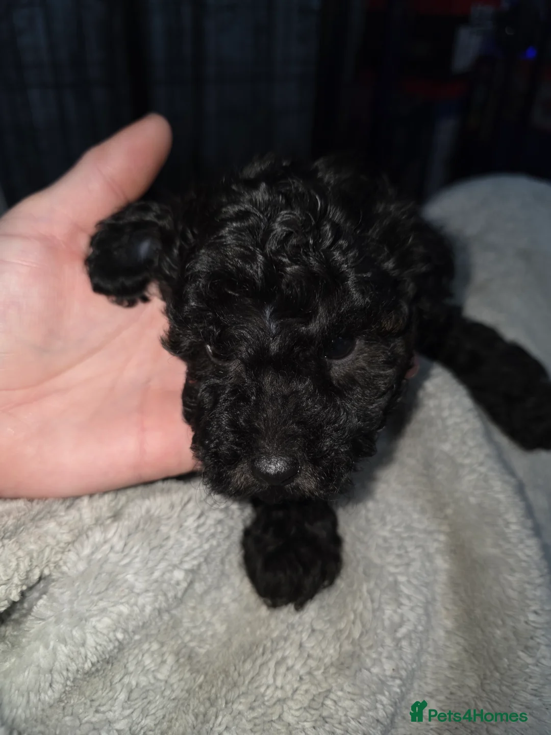 Poochon dogs for sale: Poochon puppies - Advert 17