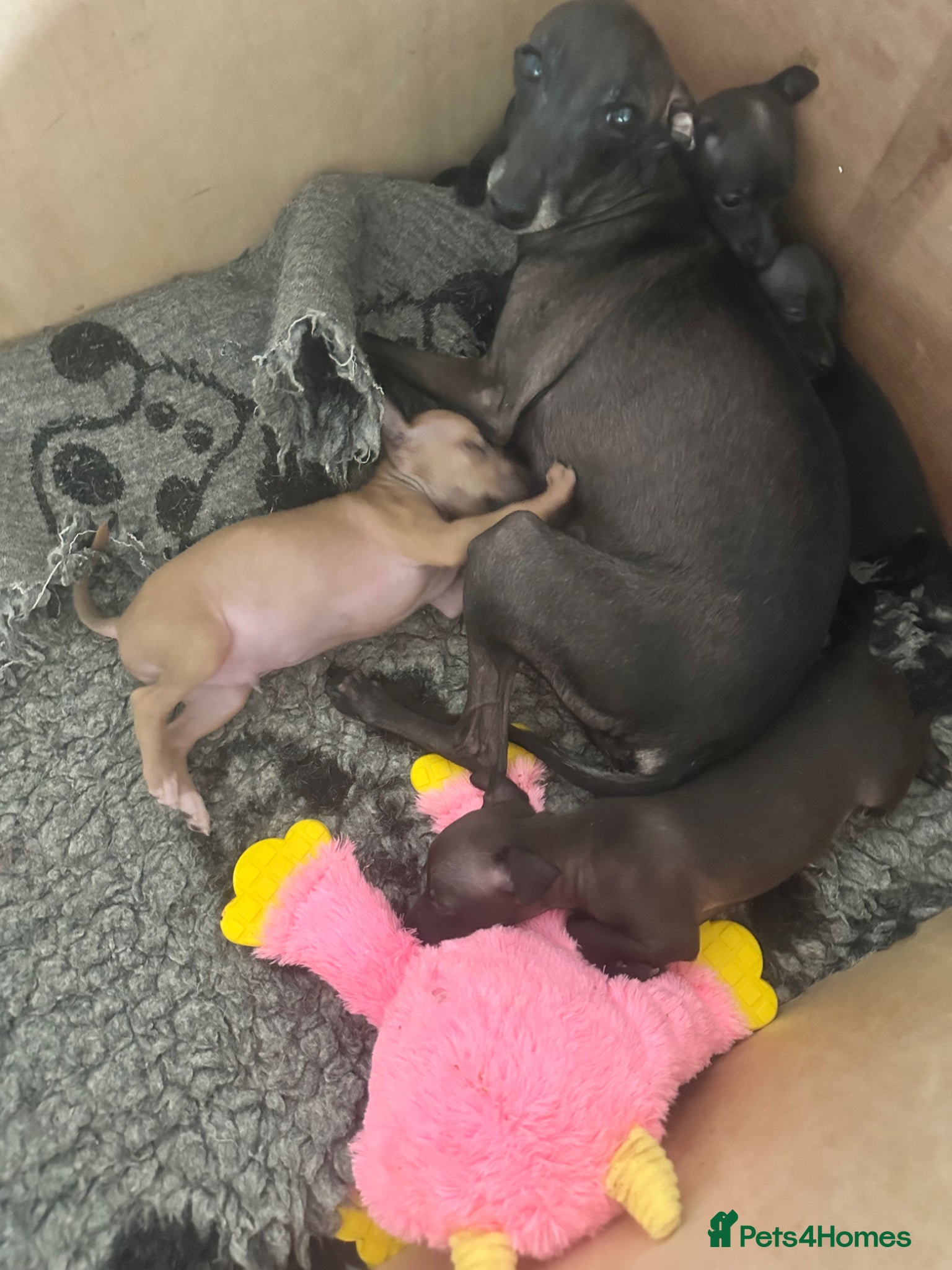 Italian Greyhound dogs Italian greyhound puppies  - Advert 1