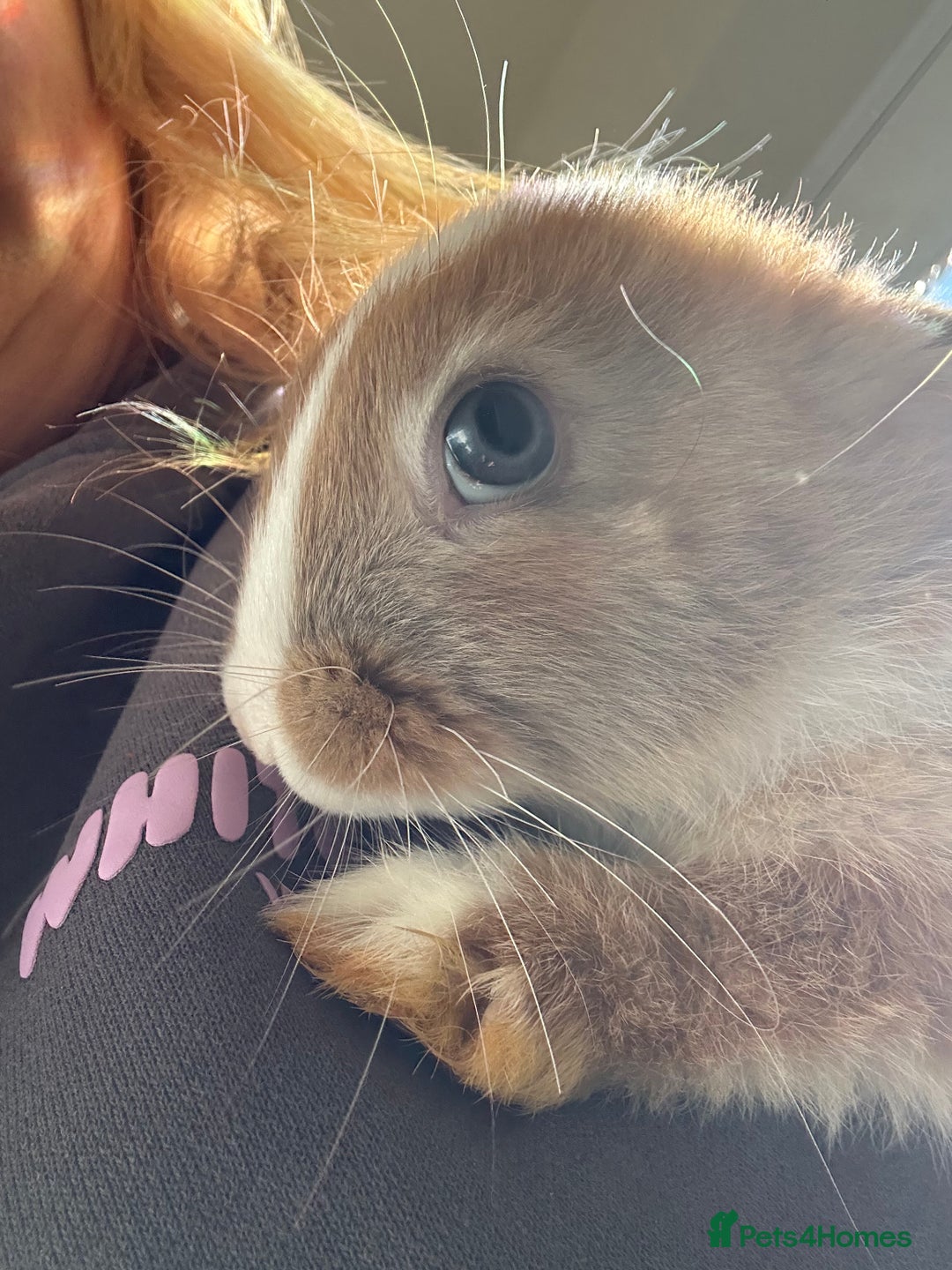 Mixed Breed rabbits for sale: Beautiful bunnies - Advert 7