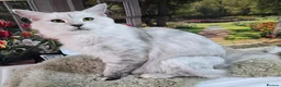 Maine Coon cats for sale: Silver shaded princess  - Advert 3